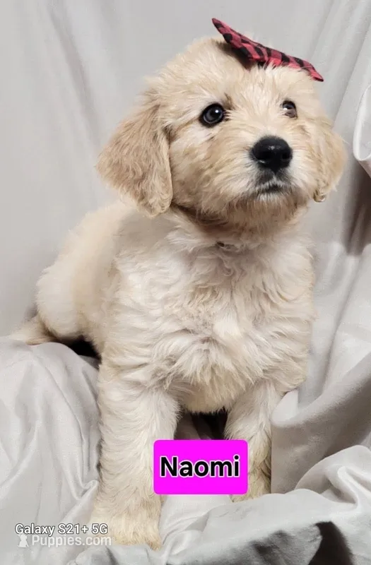 Naomi – Goldendoodle puppy for sale in Chinquapin, NC