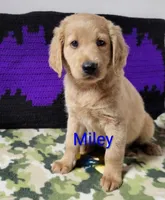 Miley, a female Goldendoodle for sale in Chinquapin, NC – 4 of 10