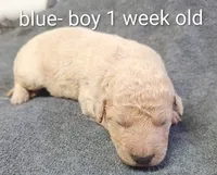Hank, a male Goldendoodle for sale in Chinquapin, NC – 5 of 5