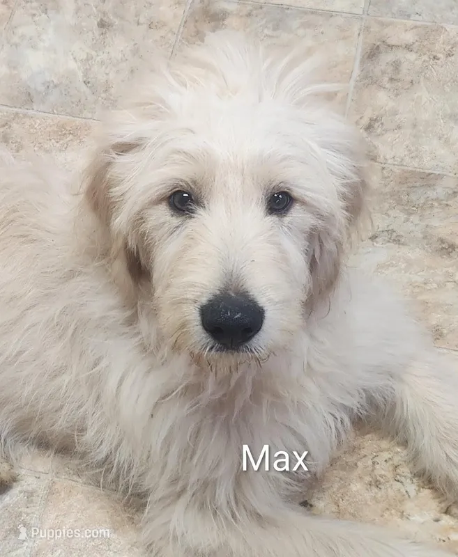 Max – Goldendoodle puppy for sale in Chinquapin, NC