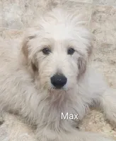 Photo of Max