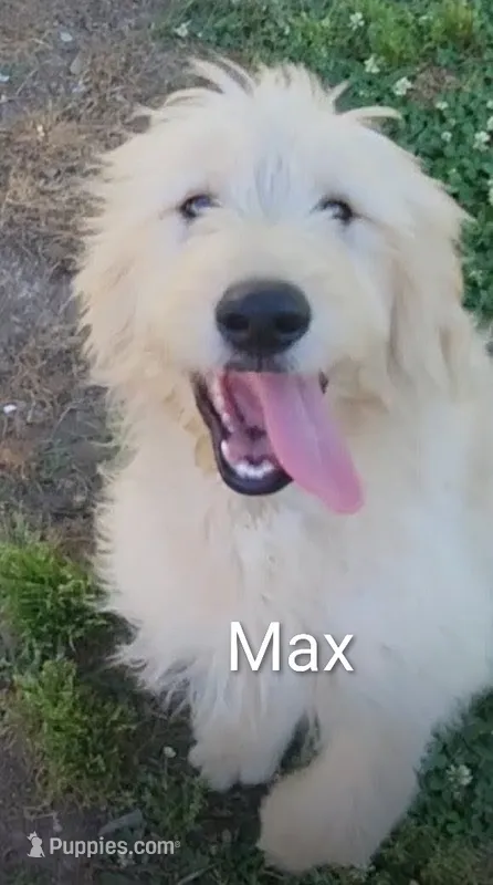 Max – Goldendoodle puppy for sale in Chinquapin, NC