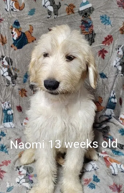 Naomi – Goldendoodle puppy for sale in Chinquapin, NC