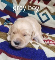 Willie, a male Goldendoodle for sale in Chinquapin, NC – 4 of 5