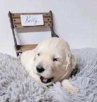 Kelly, a female Goldendoodle for sale in Chinquapin, NC – 2 of 4