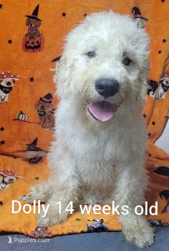 Dolly – Goldendoodle puppy for sale in Chinquapin, NC