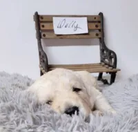 Dolly, a female Goldendoodle for sale in Chinquapin, NC – 2 of 4