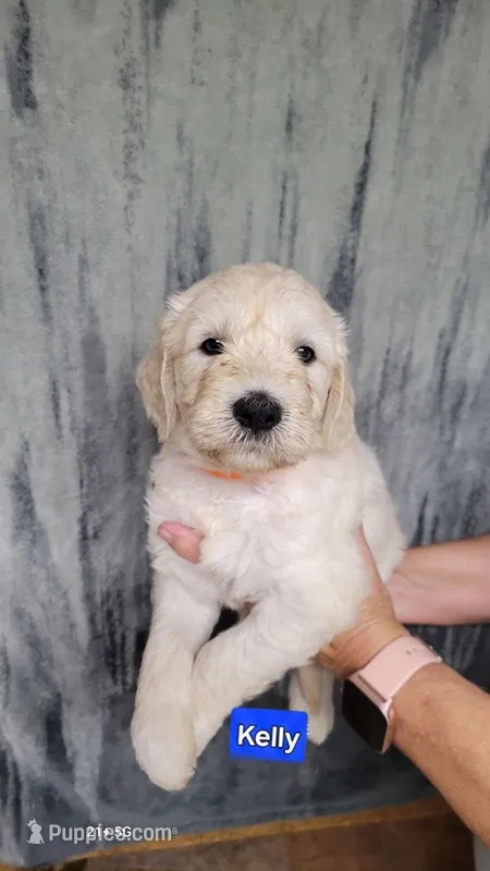 Kelly – Goldendoodle puppy for sale in Chinquapin, NC