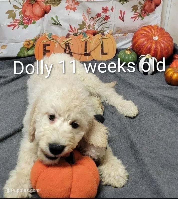 Dolly – Goldendoodle puppy for sale in Chinquapin, NC