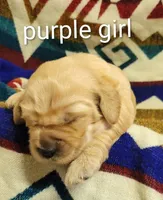 Reba, a female Goldendoodle for sale in Chinquapin, NC – 3 of 4