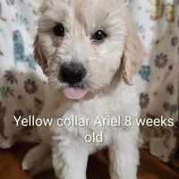 Yellow Collar, a female Goldendoodle for sale in Chinquapin, NC – Photo 7 of 10