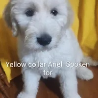 Yellow Collar, a female Goldendoodle for sale in Chinquapin, NC – Photo 8 of 10