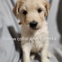 Yellow Collar, a female Goldendoodle for sale in Chinquapin, NC – Photo 4 of 10