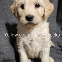 Yellow Collar, a female Goldendoodle for sale in Chinquapin, NC – Photo 5 of 10