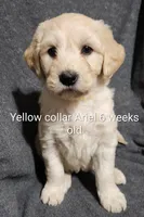 Yellow Collar, a female Goldendoodle for sale in Chinquapin, NC – Photo 5 of 6