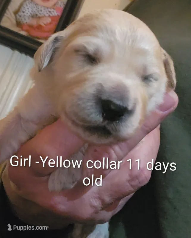 Yellow Collar