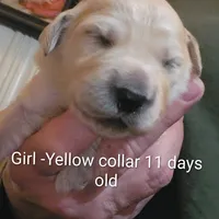 Yellow Collar, a female Goldendoodle for sale in Chinquapin, NC – Photo 1 of 10