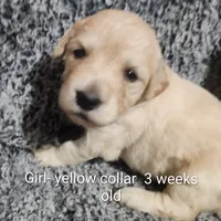 Yellow Collar, a female Goldendoodle for sale in Chinquapin, NC – Photo 2 of 10