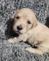 Yellow Collar, a female Goldendoodle for sale in Chinquapin, NC – Photo 2 of 6