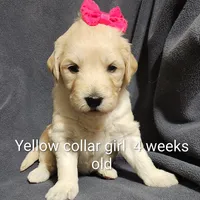 Yellow Collar, a female Goldendoodle for sale in Chinquapin, NC – Photo 3 of 10