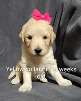 Yellow Collar, a female Goldendoodle for sale in Chinquapin, NC – Photo 3 of 6