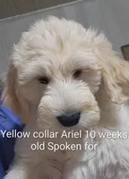 Yellow Collar, a female Goldendoodle for sale in Chinquapin, NC – Photo 9 of 10