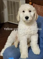 Yellow Collar, a female Goldendoodle for sale in Chinquapin, NC – Photo 10 of 10