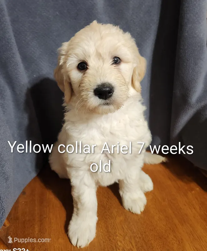 Yellow Collar – Goldendoodle puppy for sale in Chinquapin, NC