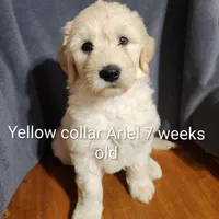 Yellow Collar, a female Goldendoodle for sale in Chinquapin, NC – Photo 6 of 10