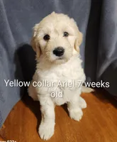 Yellow Collar, a female Goldendoodle for sale in Chinquapin, NC – Photo 6 of 6