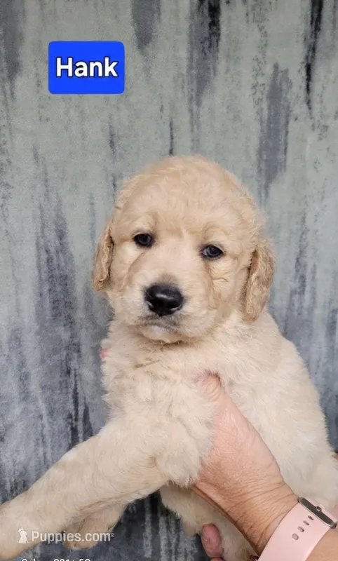 Hank – Goldendoodle puppy for sale in Chinquapin, NC