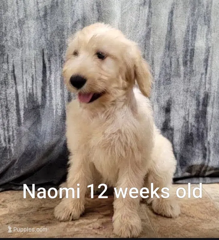 Naomi – Goldendoodle puppy for sale in Chinquapin, NC