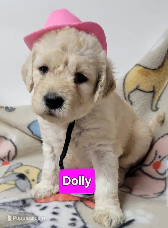 Dolly – Goldendoodle puppy for sale in Chinquapin, NC