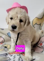 Dolly, a female Goldendoodle for sale in Chinquapin, NC – 1 of 4