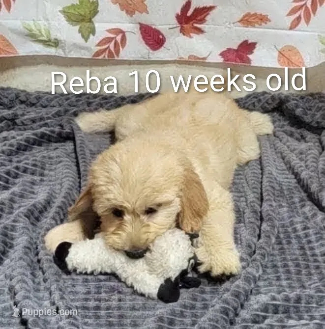 Reba – Goldendoodle puppy for sale in Chinquapin, NC