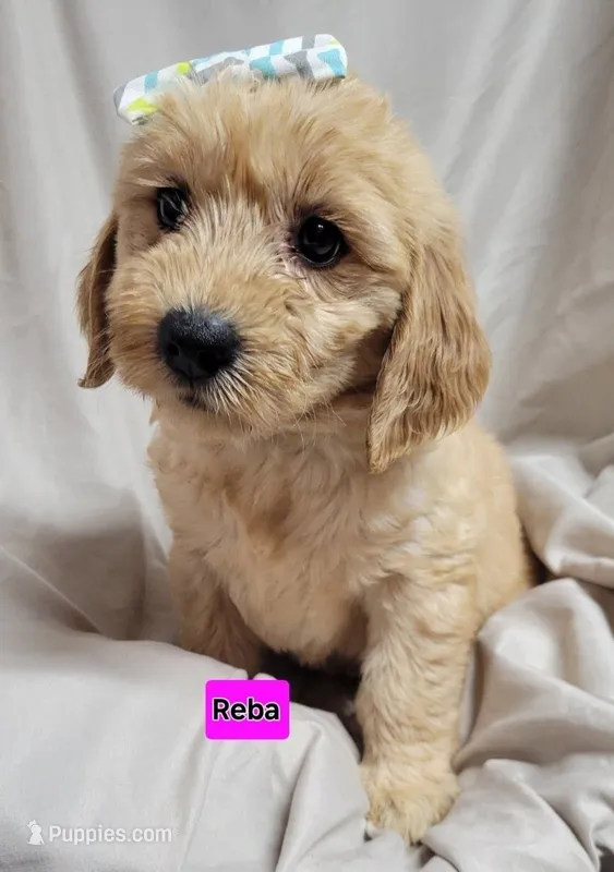 Reba – Goldendoodle puppy for sale in Chinquapin, NC