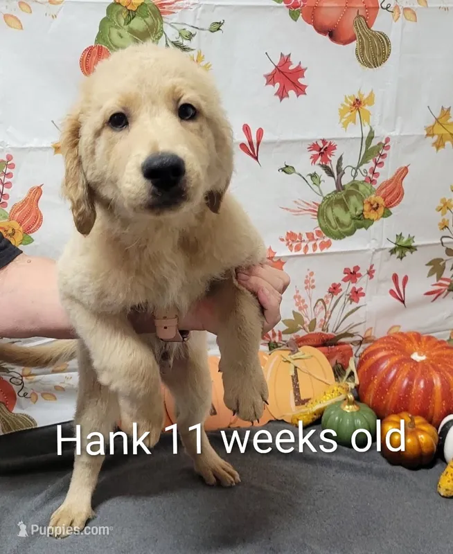 Hank – Goldendoodle puppy for sale in Chinquapin, NC