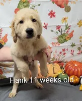 Hank, a male Goldendoodle for sale in Chinquapin, NC – 1 of 10
