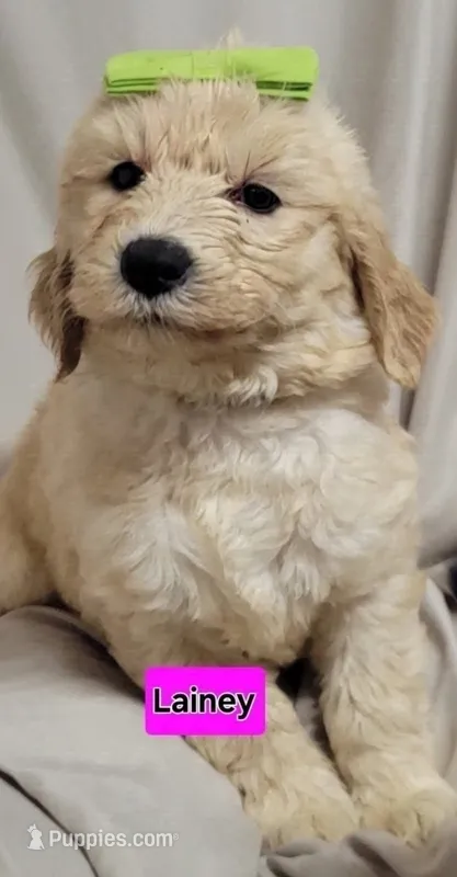 Lainey – Goldendoodle puppy for sale in Chinquapin, NC