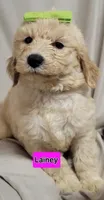 Lainey, a female Goldendoodle for sale in Chinquapin, NC – 5 of 10