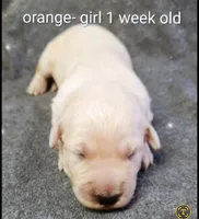 Kelly, a female Goldendoodle for sale in Chinquapin, NC – 3 of 4