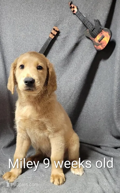Miley – Goldendoodle puppy for sale in Chinquapin, NC