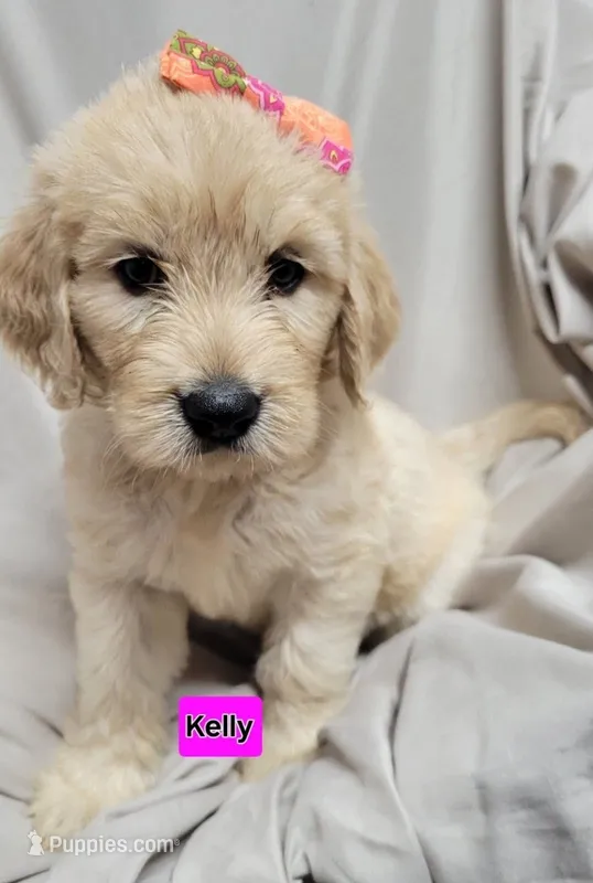 Kelly – Goldendoodle puppy for sale in Chinquapin, NC