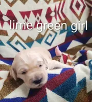 Lainey, a female Goldendoodle for sale in Chinquapin, NC – 3 of 4