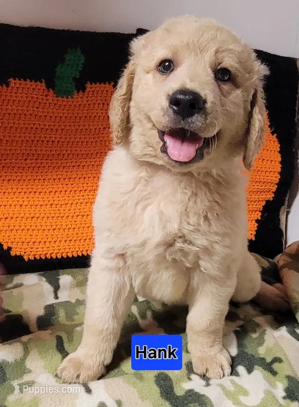 Hank – Goldendoodle puppy for sale in Chinquapin, NC