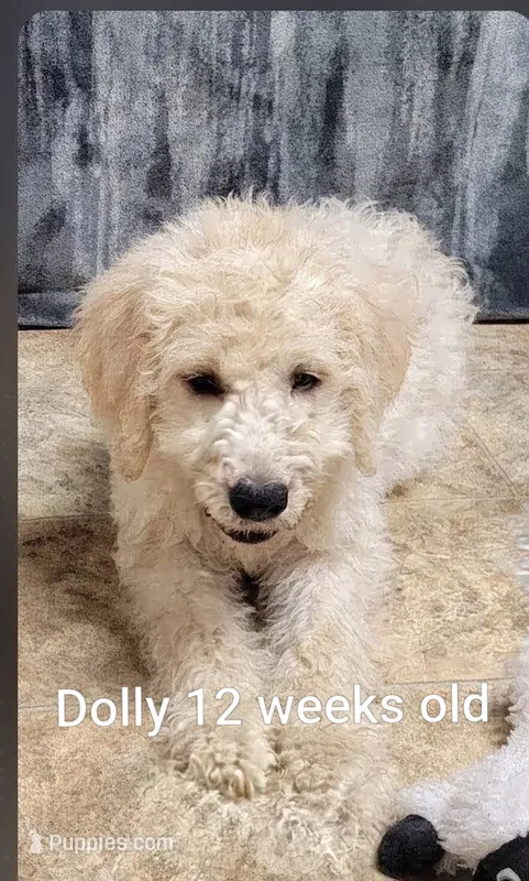 Dolly – Goldendoodle puppy for sale in Chinquapin, NC