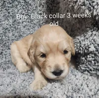 Black Collar, a male Goldendoodle for sale in Chinquapin, NC – Photo 2 of 6