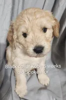 Black Collar, a male Goldendoodle for sale in Chinquapin, NC – Photo 4 of 6