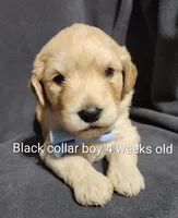 Black Collar, a male Goldendoodle for sale in Chinquapin, NC – Photo 3 of 6