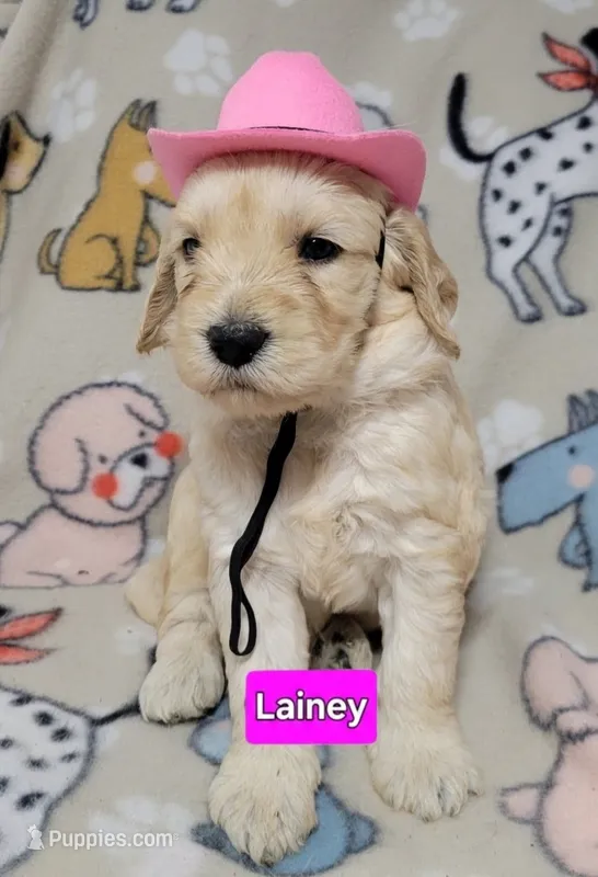 Lainey – Goldendoodle puppy for sale in Chinquapin, NC